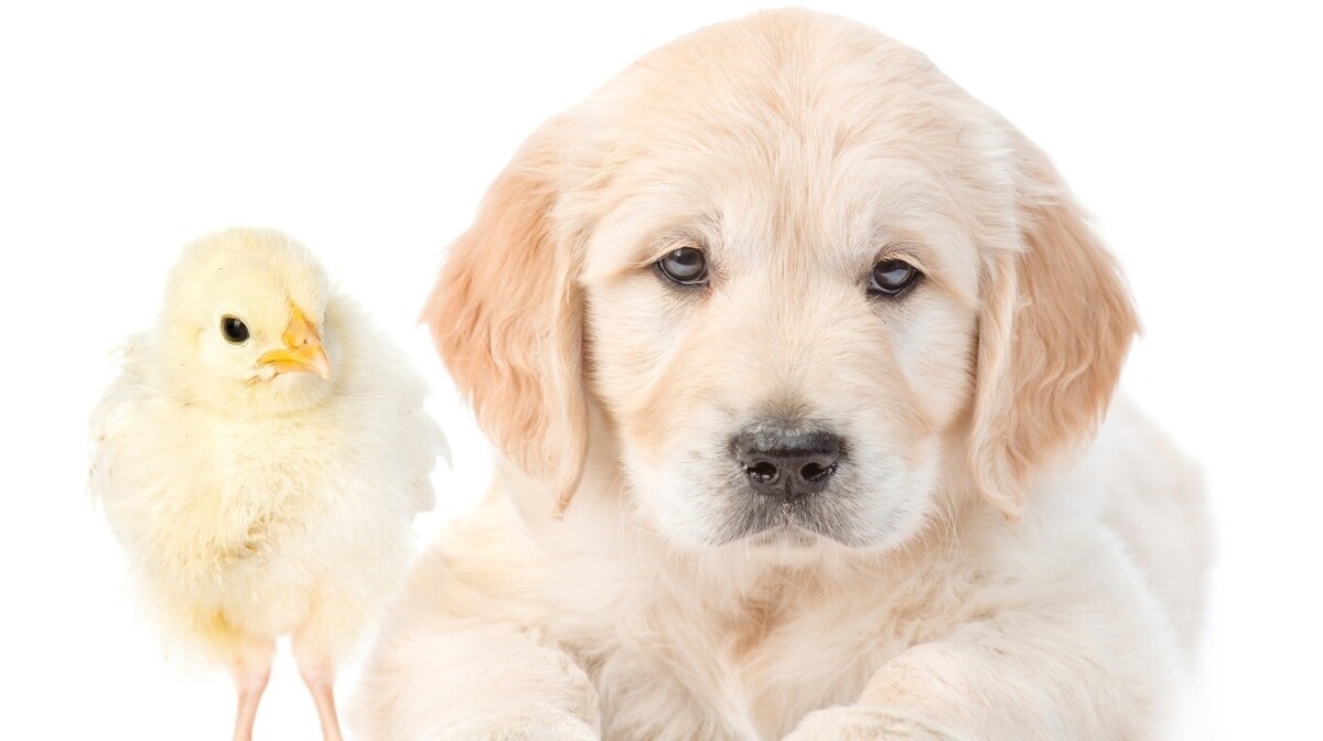 "Perro gallina": Cachorro que creció junto a gallinas, ahora cacarea como ellas