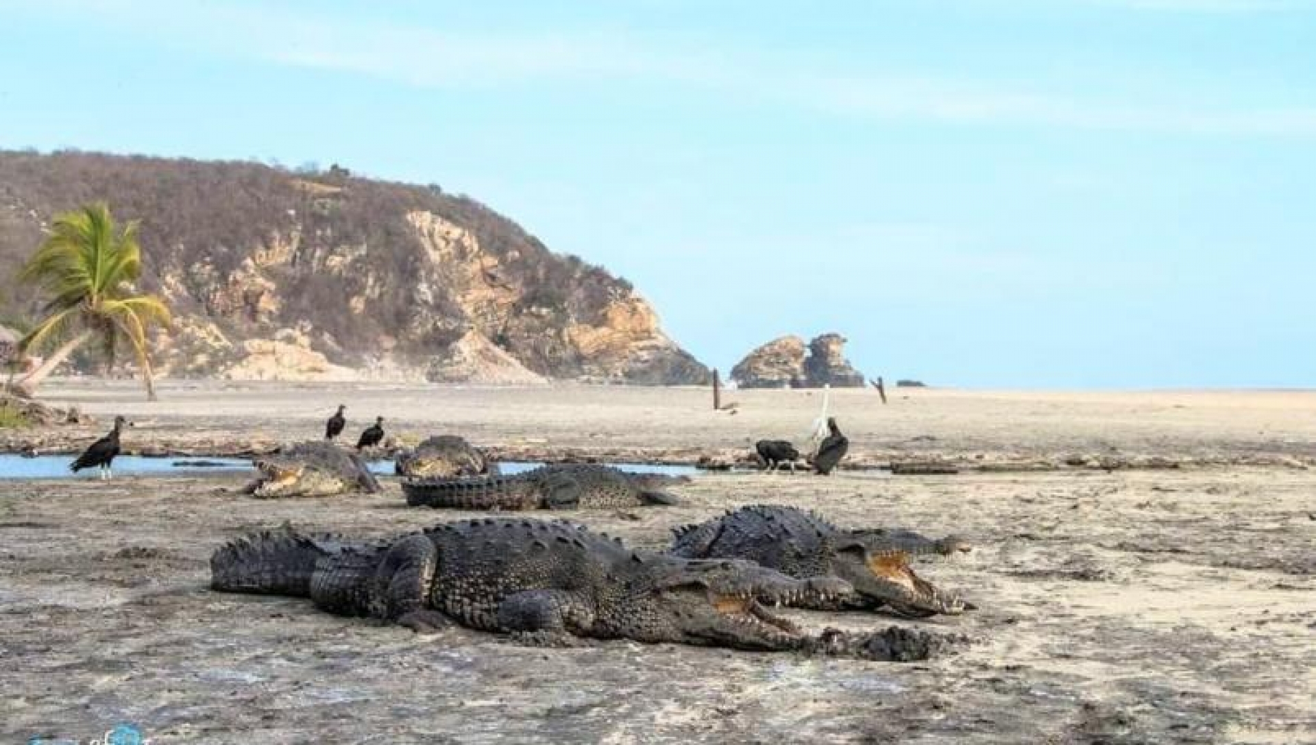 Cocodrilos pasean por playas de Oaxaca ante ausencia de turistas