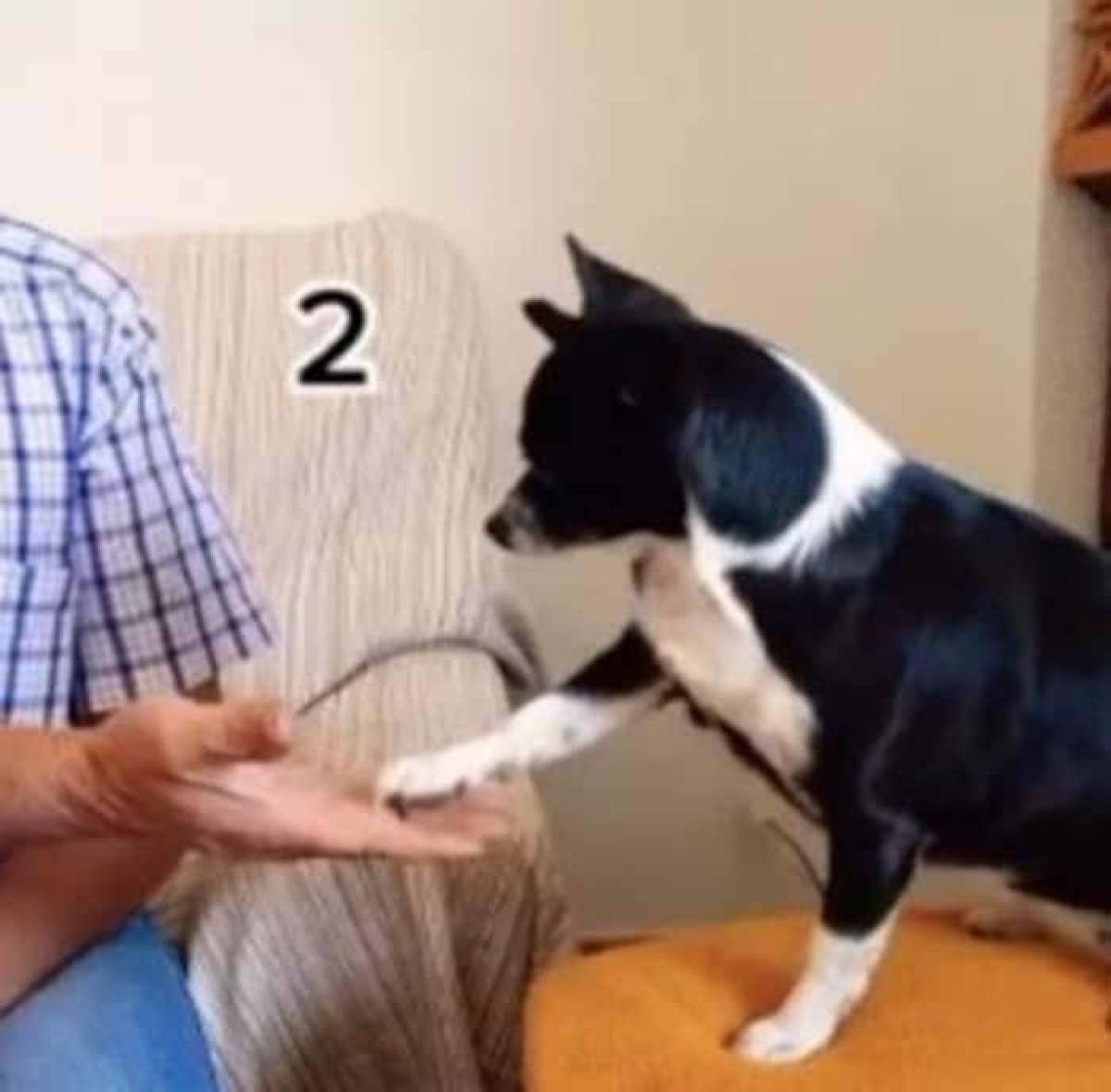 Perrita aprende a contar con las patas