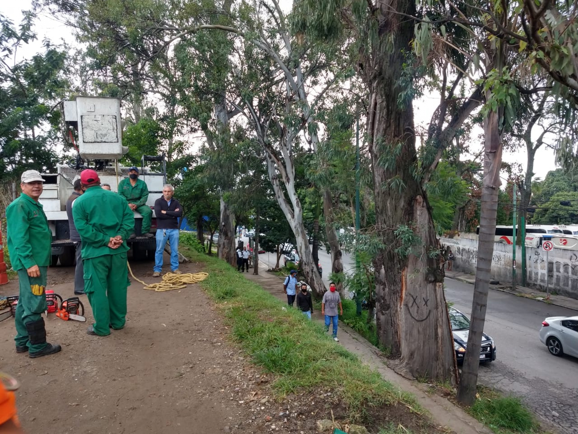 Retira ayuntamiento eucalipto en Patios de la Estación; cierra vialidad