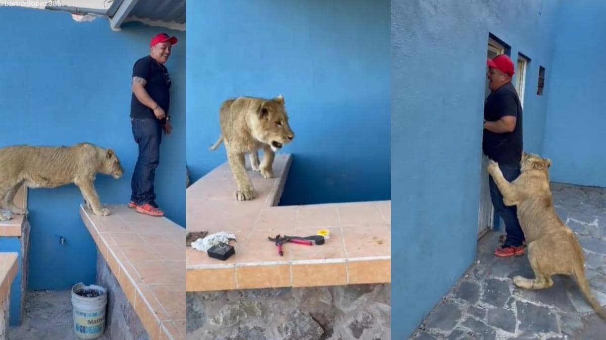 León espanta a un hombre y su reacción se hace viral