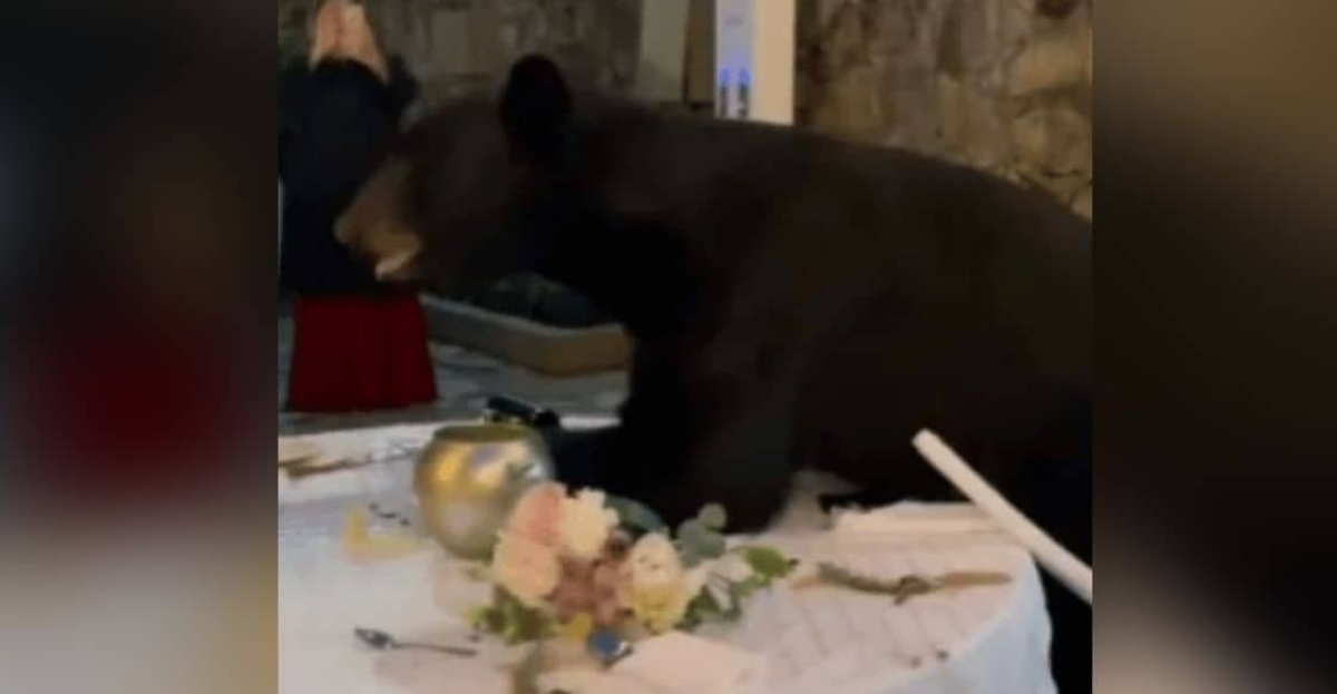Se invitó solo... Oso interrumpe boda e invade las mesas de los invitados