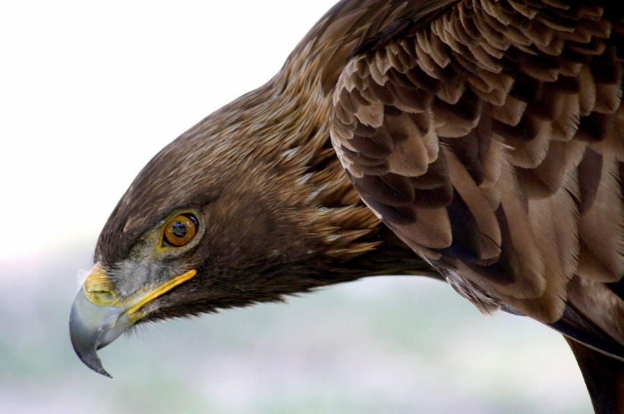 Águila Real, un símbolo mexicano que podría desaparecer