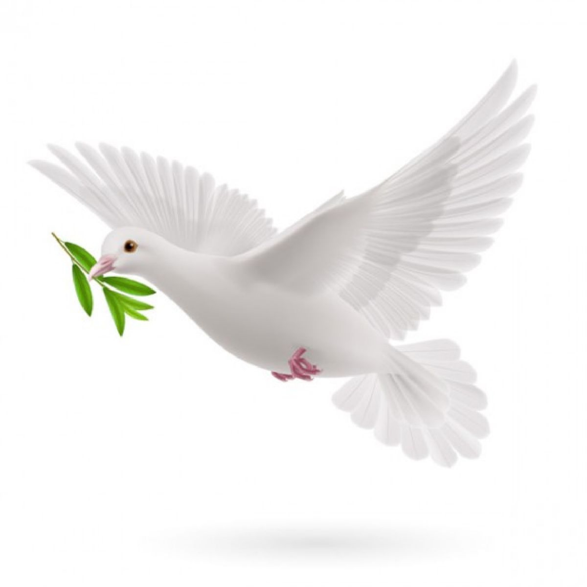 Armonía social y cultura de la paz II