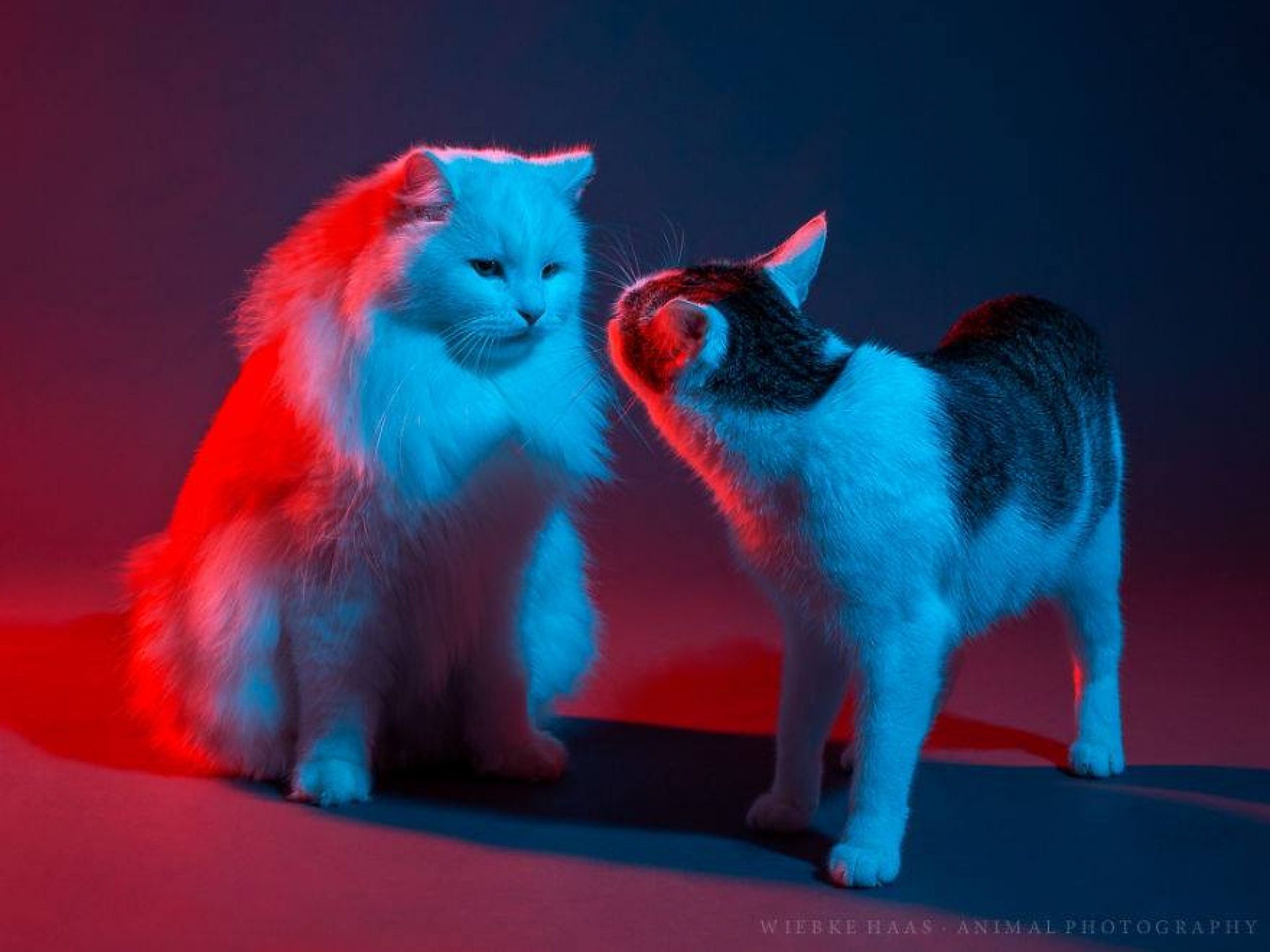 Tu gato se parece a ti más de lo que crees