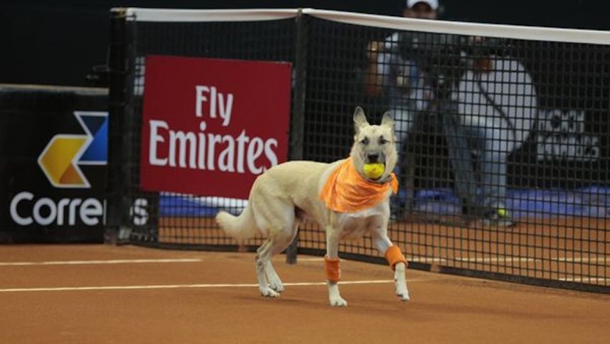 Este torneo de tenis emplea a perros rescatados como recoge pelotas