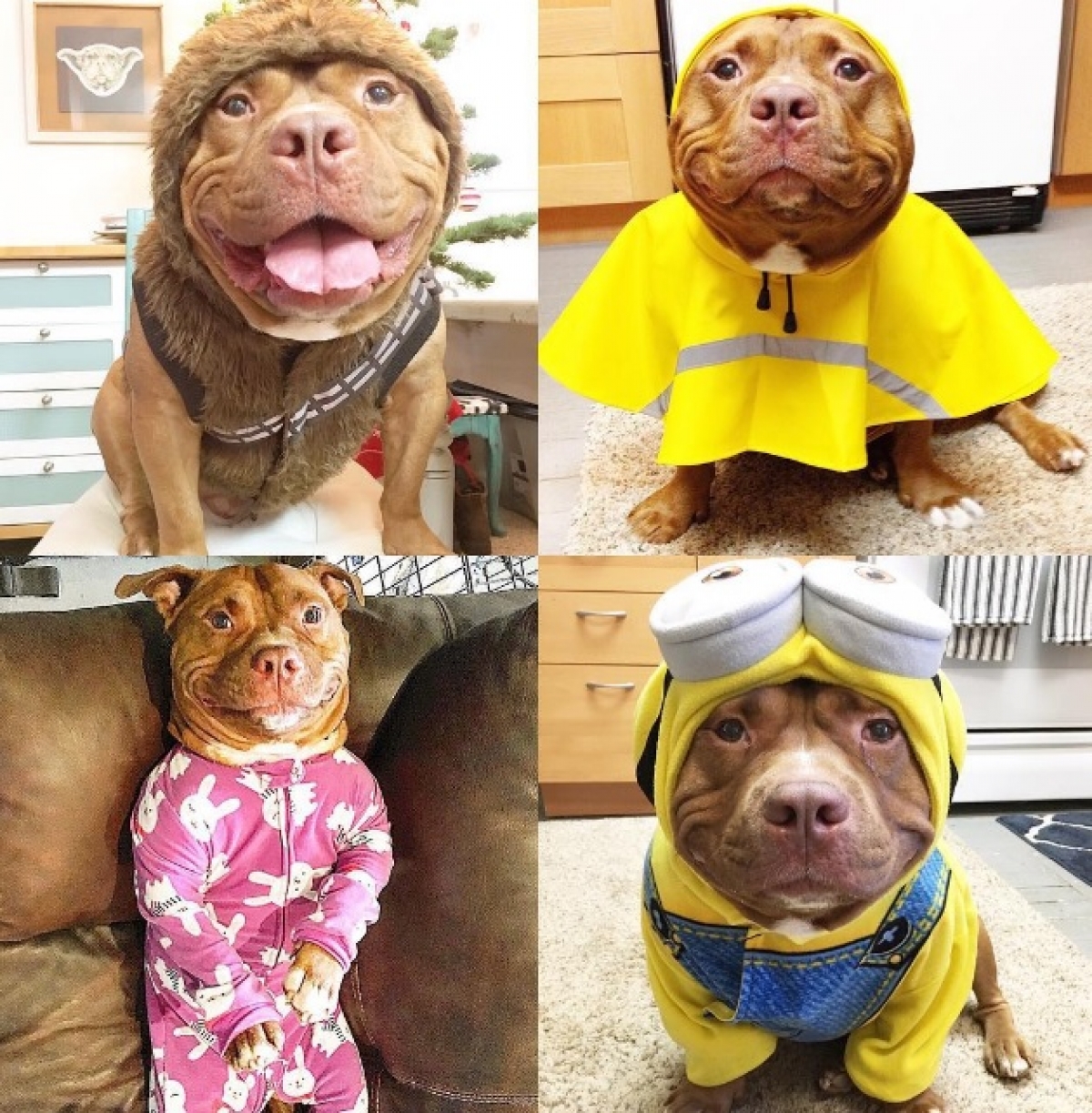 Meaty, el pitbull que no puede dejar de sonreír desde que fue adoptado