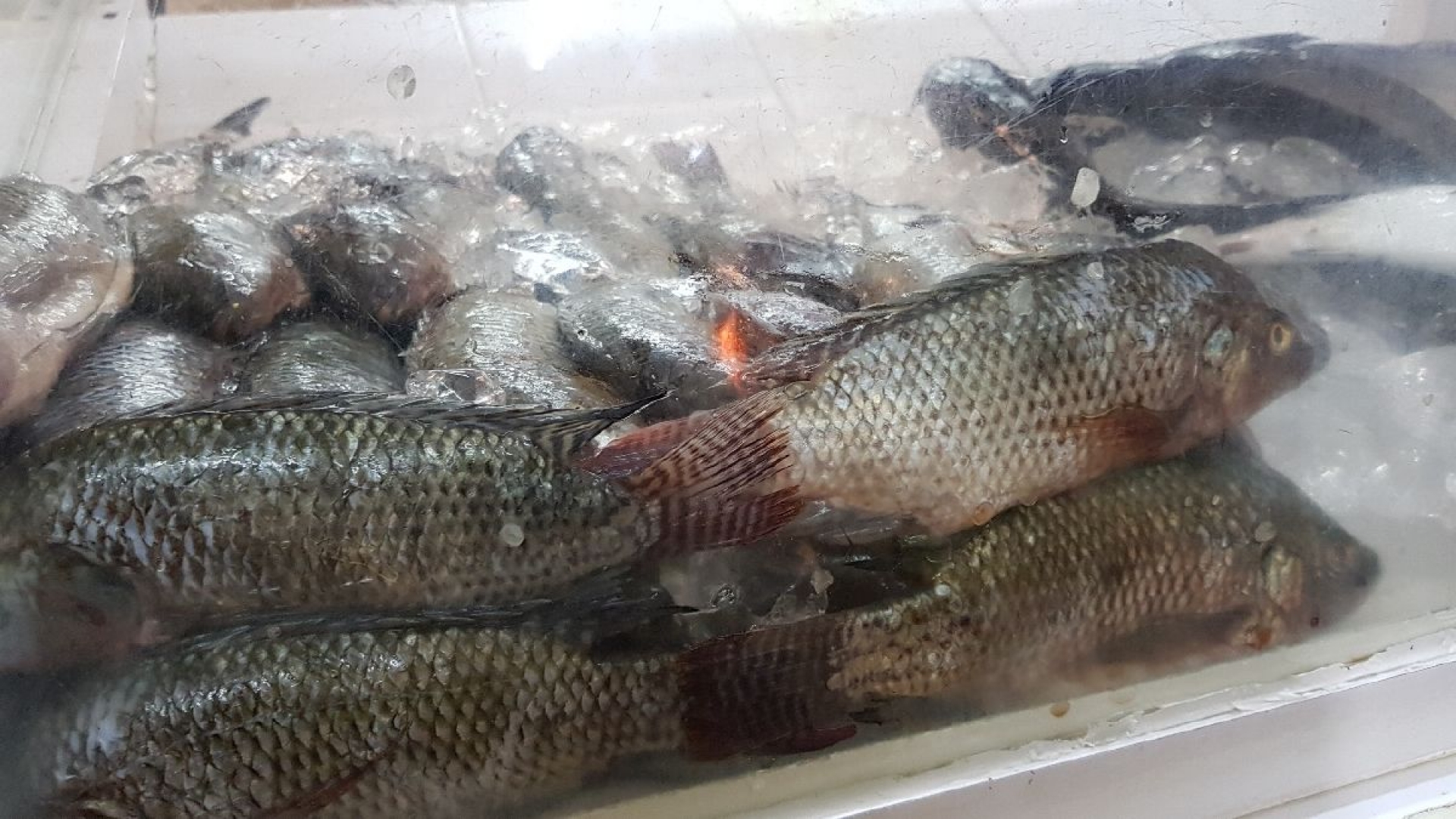 A la baja, consumo de pescados y mariscos en Semana Santa: comerciantes