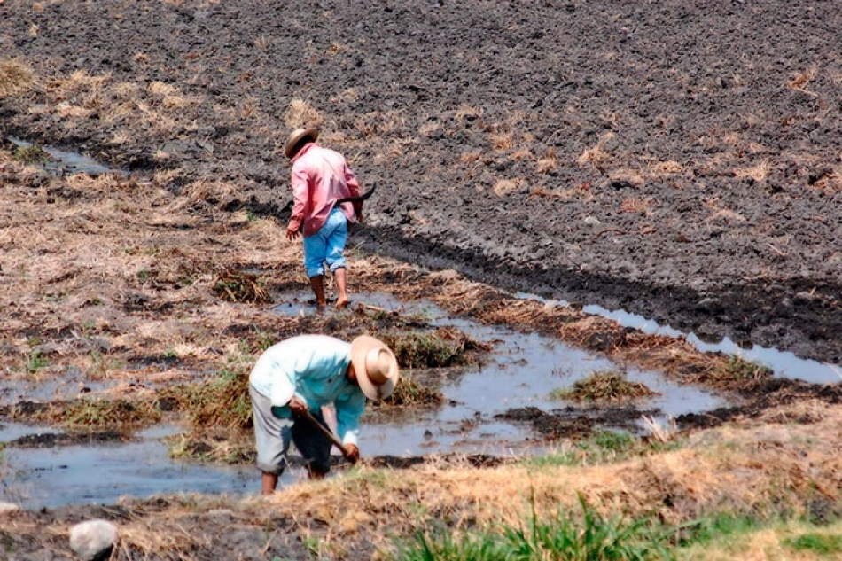 Denuncian productores de arroz abandono de Fidel Demédicis