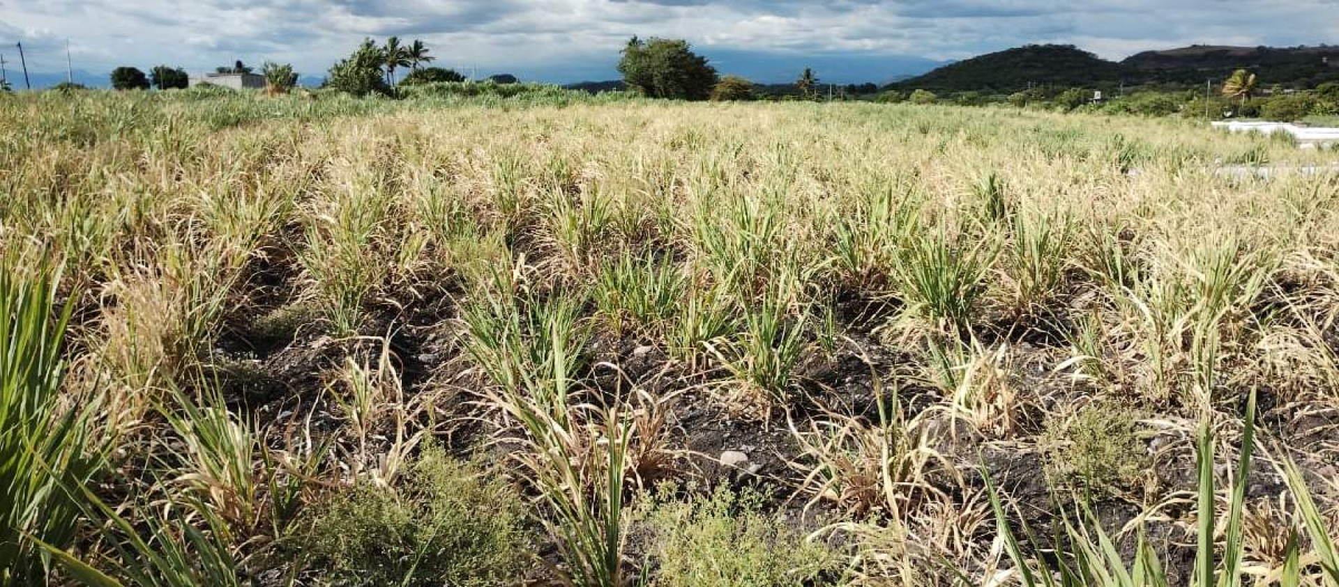 Por falta de agua, persiste el riesgo para cultivos en la región oriente