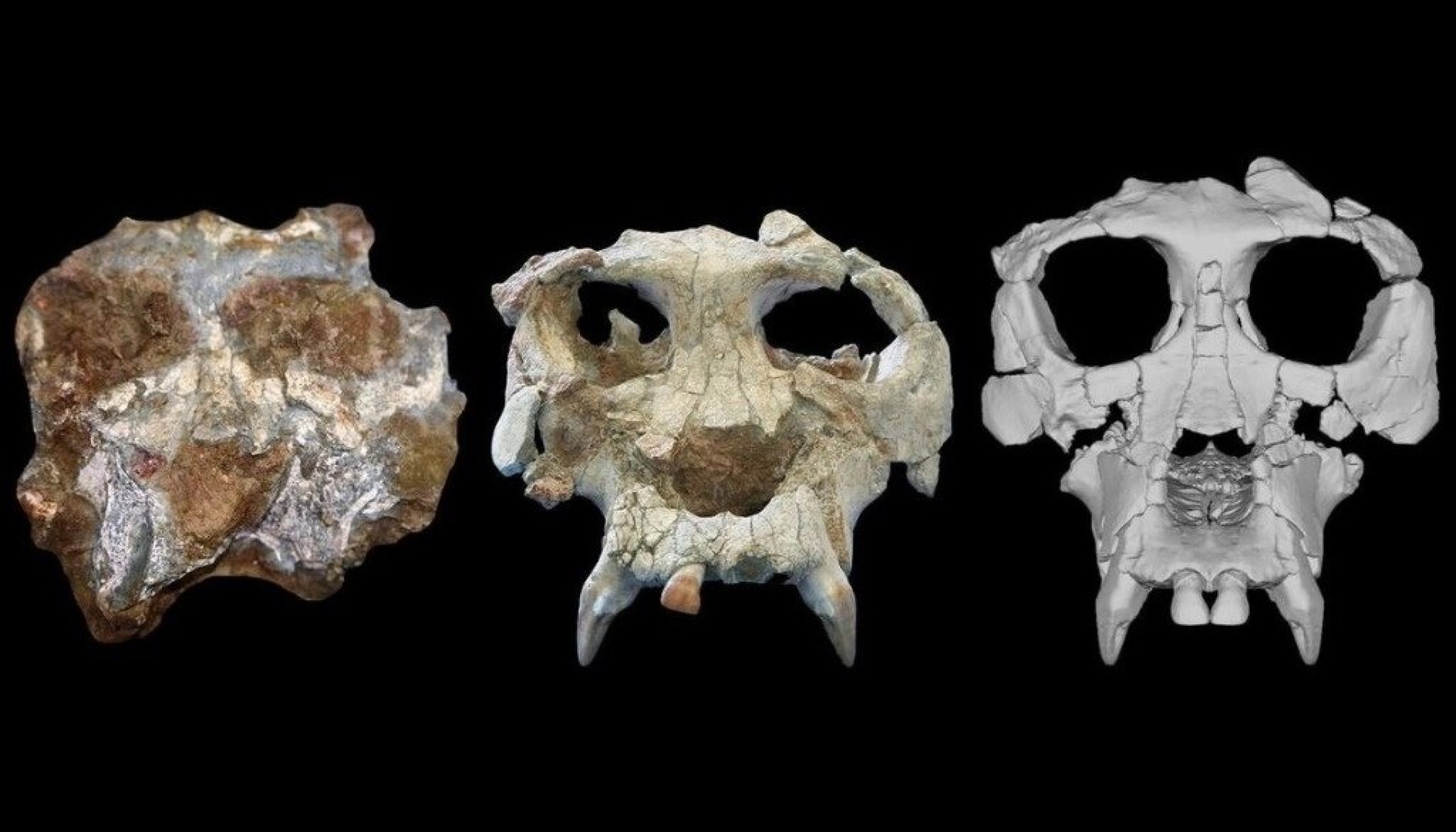 Recrean cráneo de un simio que vivió hace 12 millones de años
