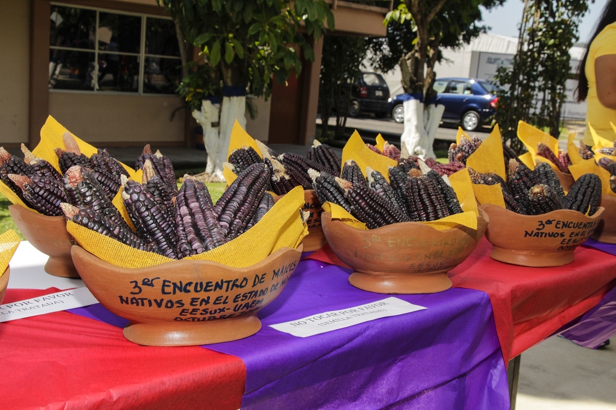 Realiza UAEM el tercer encuentro sobre maíces nativos de Morelos