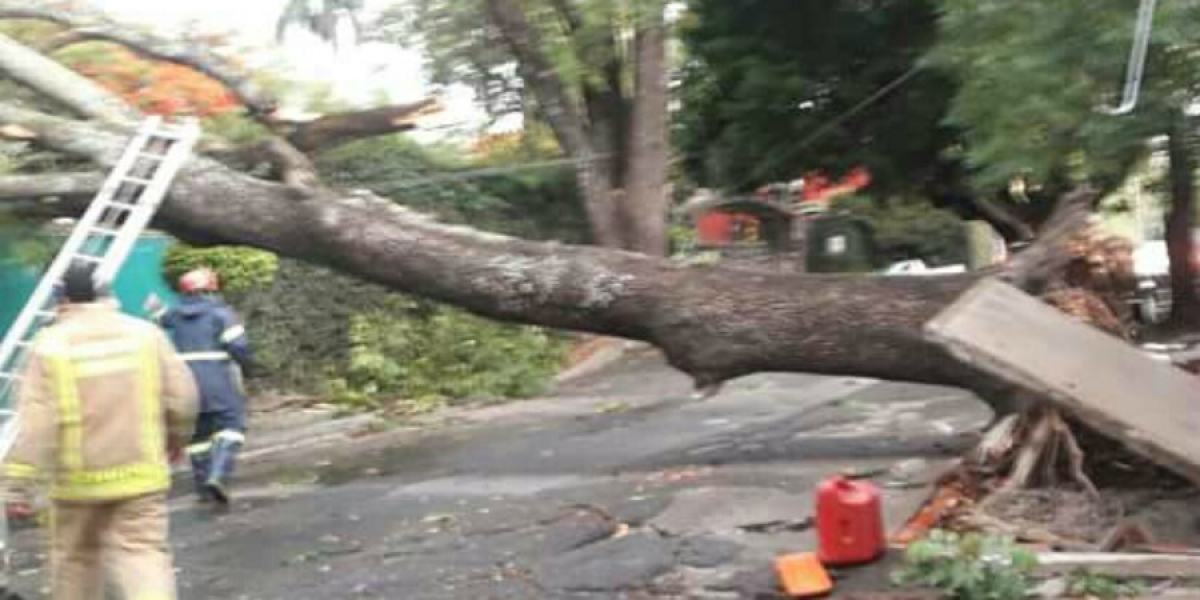Retira PC Cuernavaca árbol caído en Las Palmas