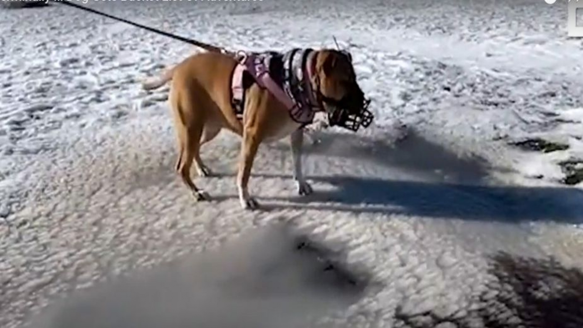 Perrita con cáncer terminal disfruta de sus últimos días haciendo alpinismo