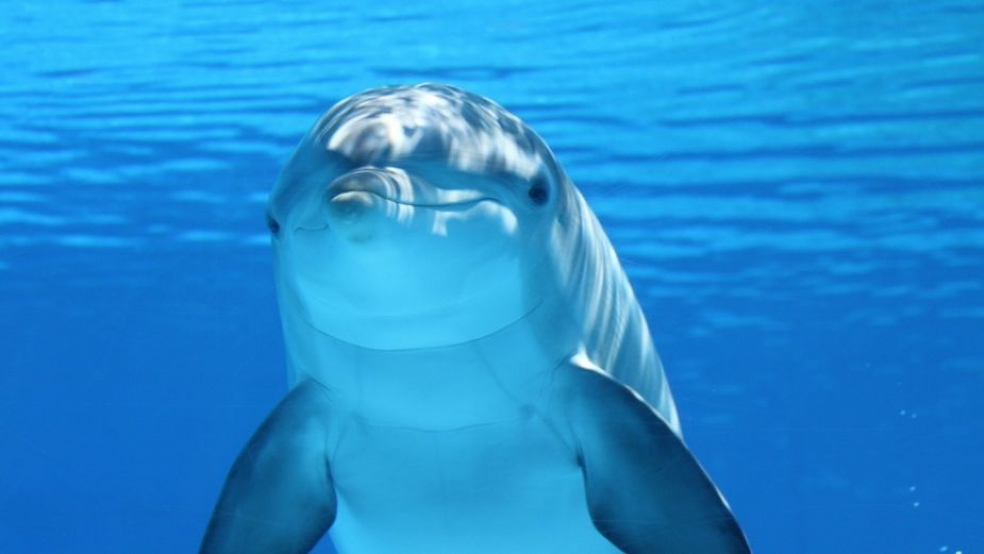 Captan a Delfines durmiendo en el océano