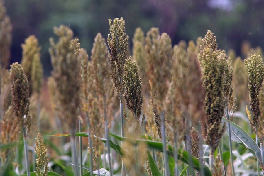 Anuncian campaña para el control del pulgón amarillo en la zona surponiente