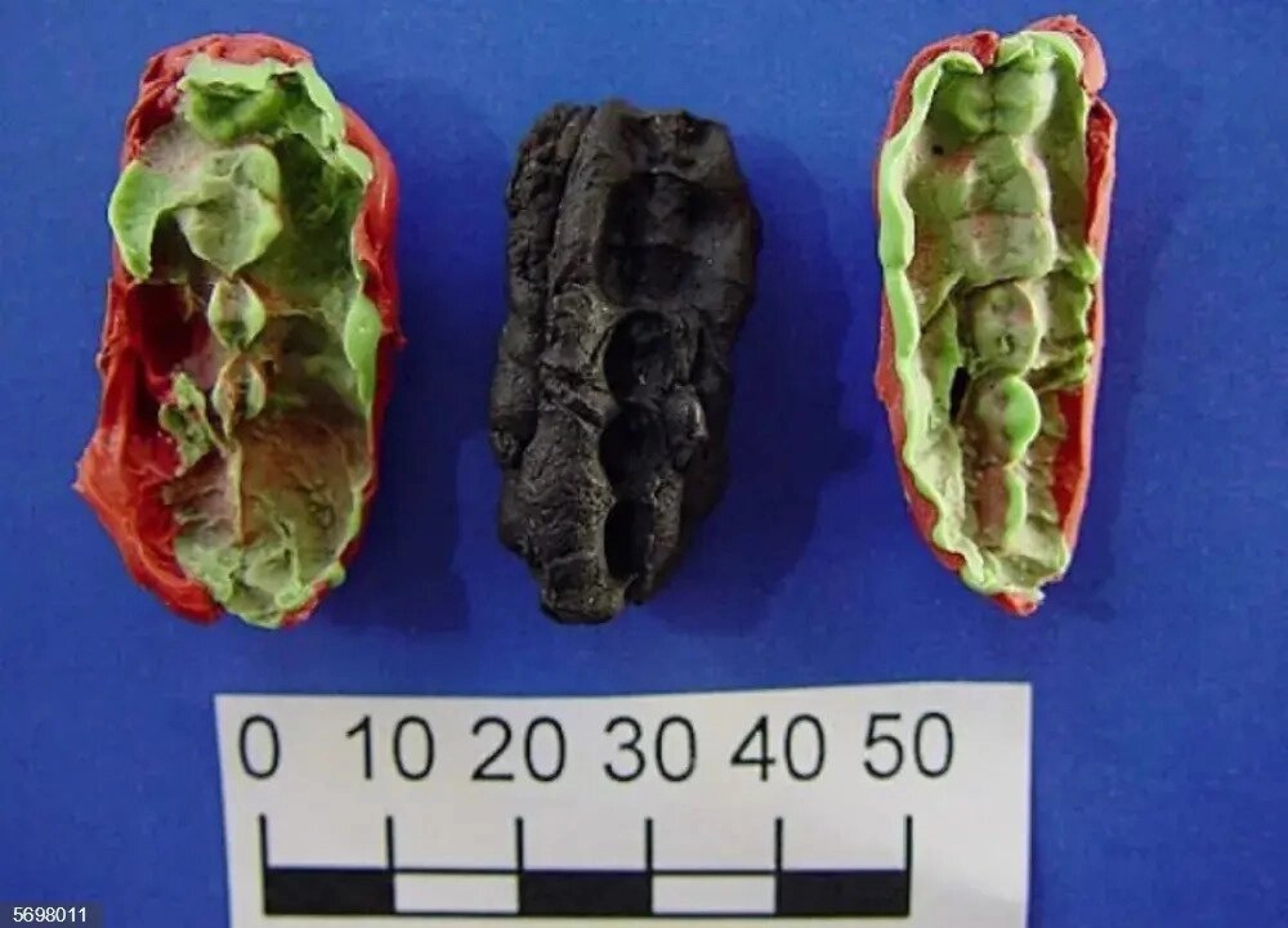 Chicles de hace 10 mil años revelan la dieta del ser humano en la Edad de Piedra