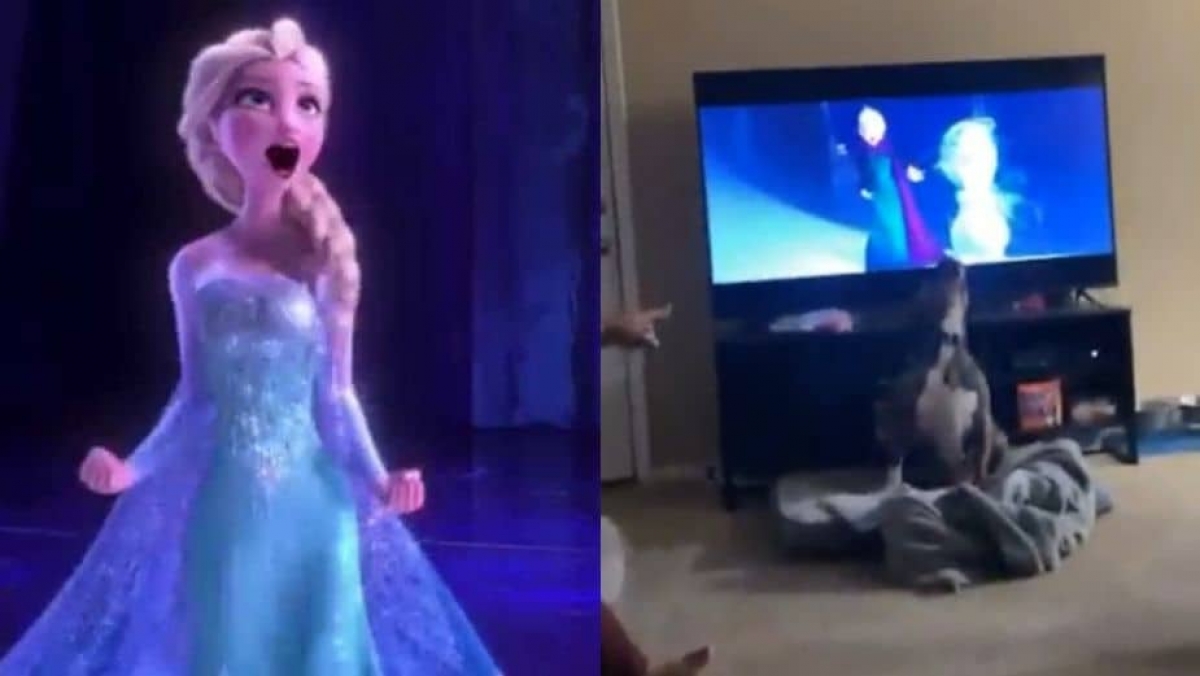Perro cautiva al cantar la famosa canción de Frozen "Libre soy"