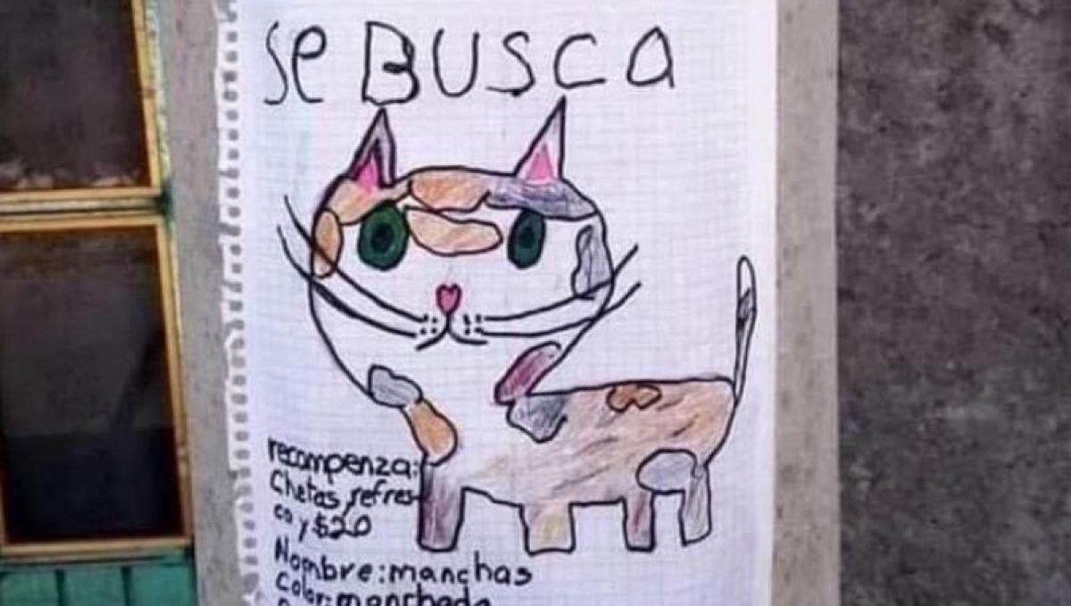 Niño busca a su gato con un dibujo; ofrece Cheetos y refresco como recompensa