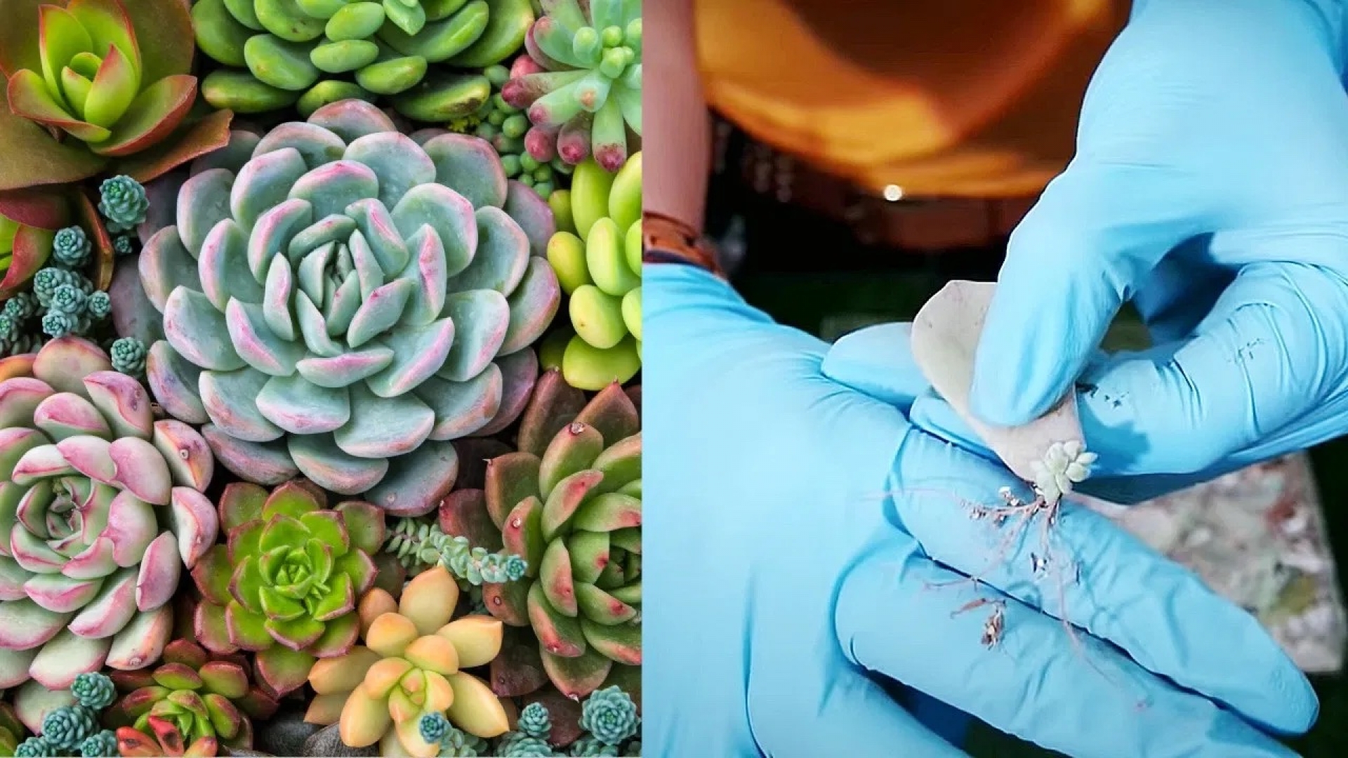¿Cómo reproducir mis suculentas con solo una hoja?