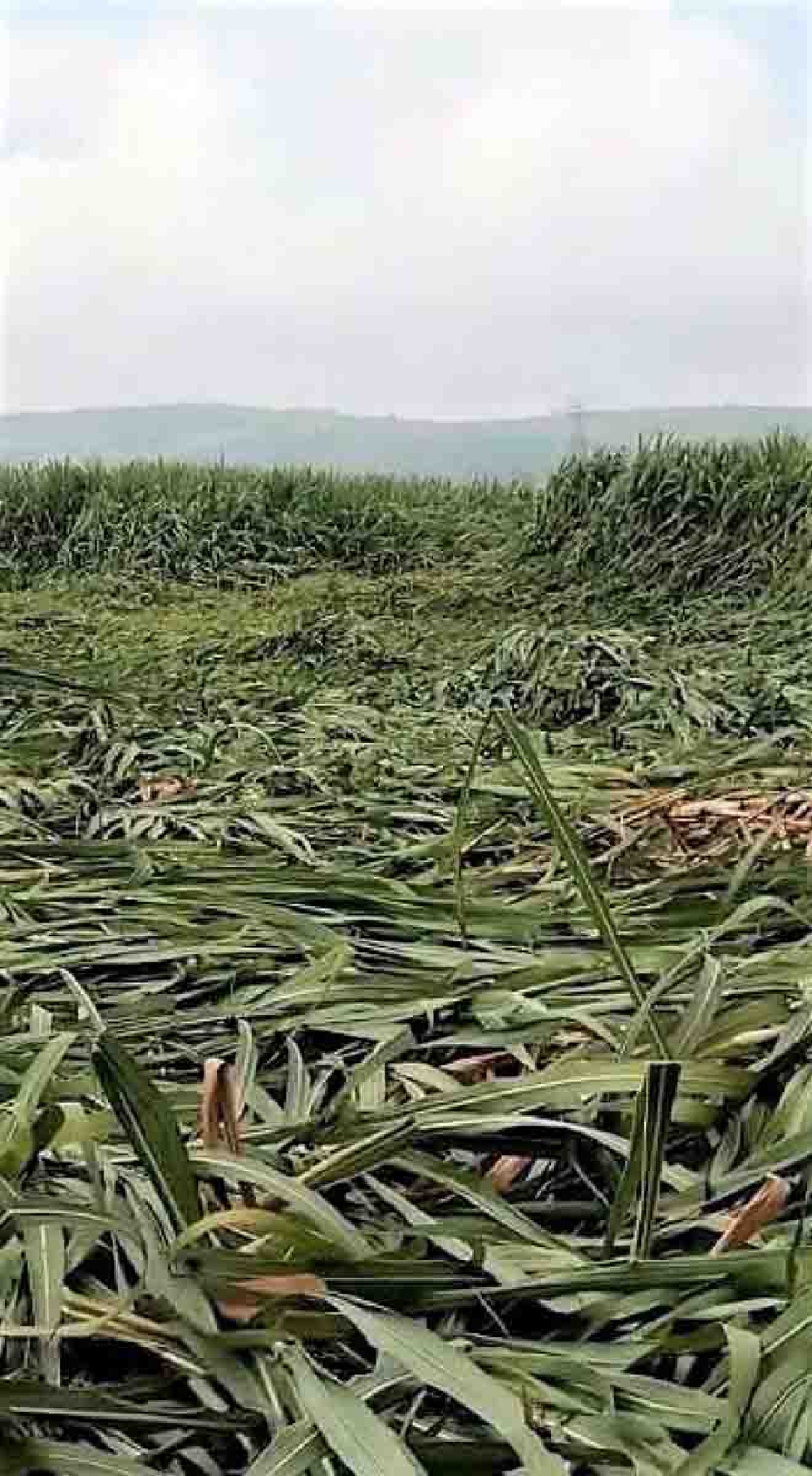 Afectaciones en el campo causan las lluvias en Cuautla