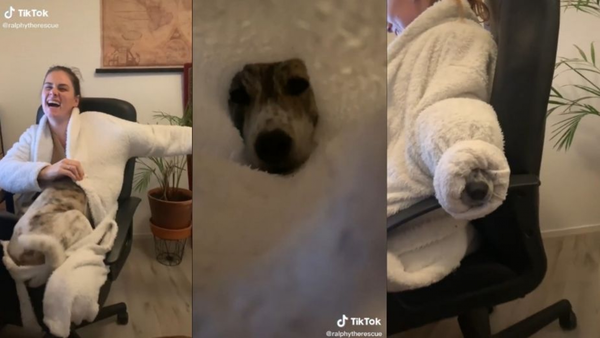 Perrito se resguarda del frío metiéndose a la fuerza en la bata de su dueña