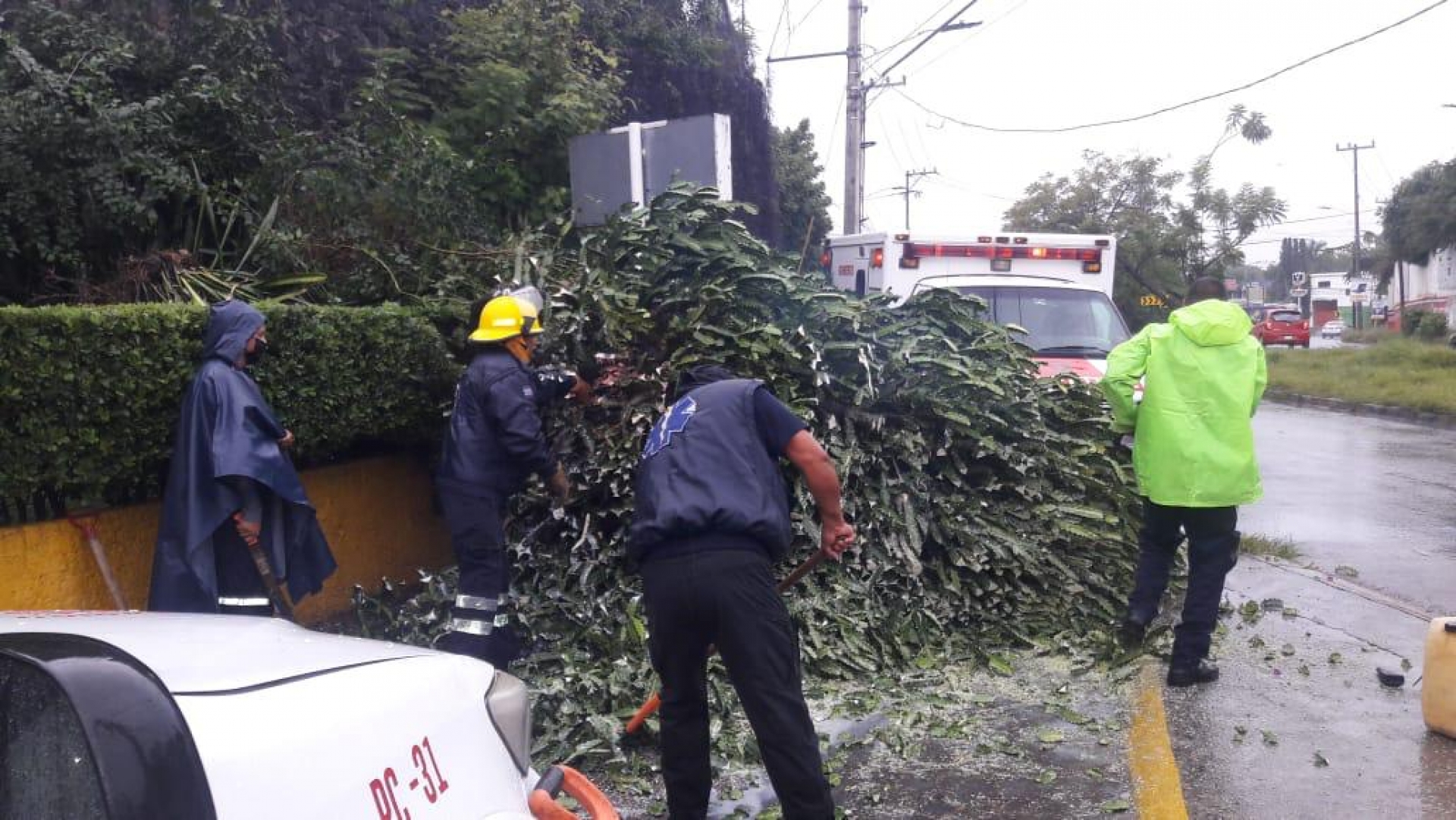 Atiende PC Jiutepec colapso de árbol en bulevar Cuauhnáhuac, tras lluvias