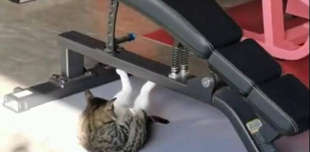 ¡Michi fitness! Gato se ejercita haciendo abdominales