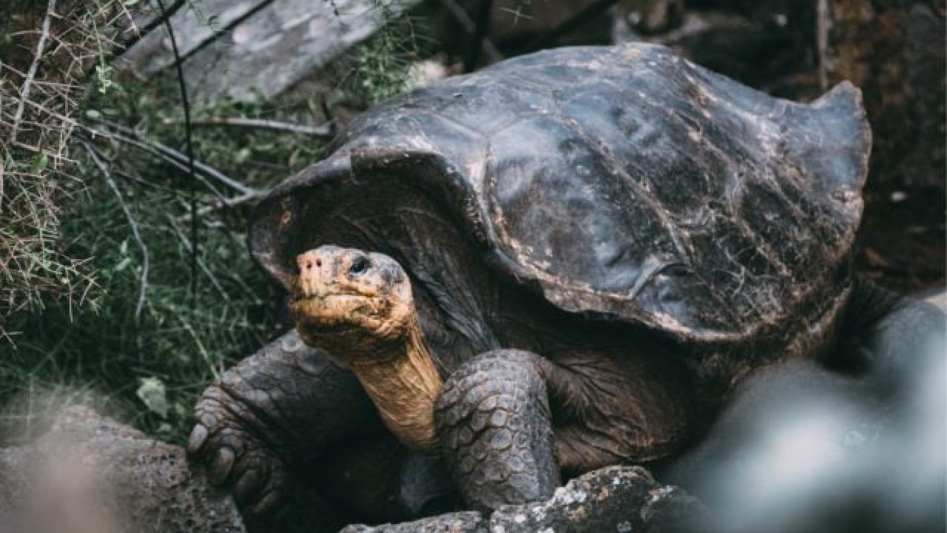 Encuentran fósil de una tortuga gigante de hace 57 millones de años en Colombia