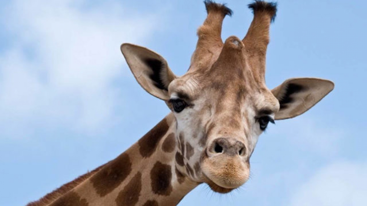 Estudio genético revela que las jirafas no son una especie animal, sino cuatro