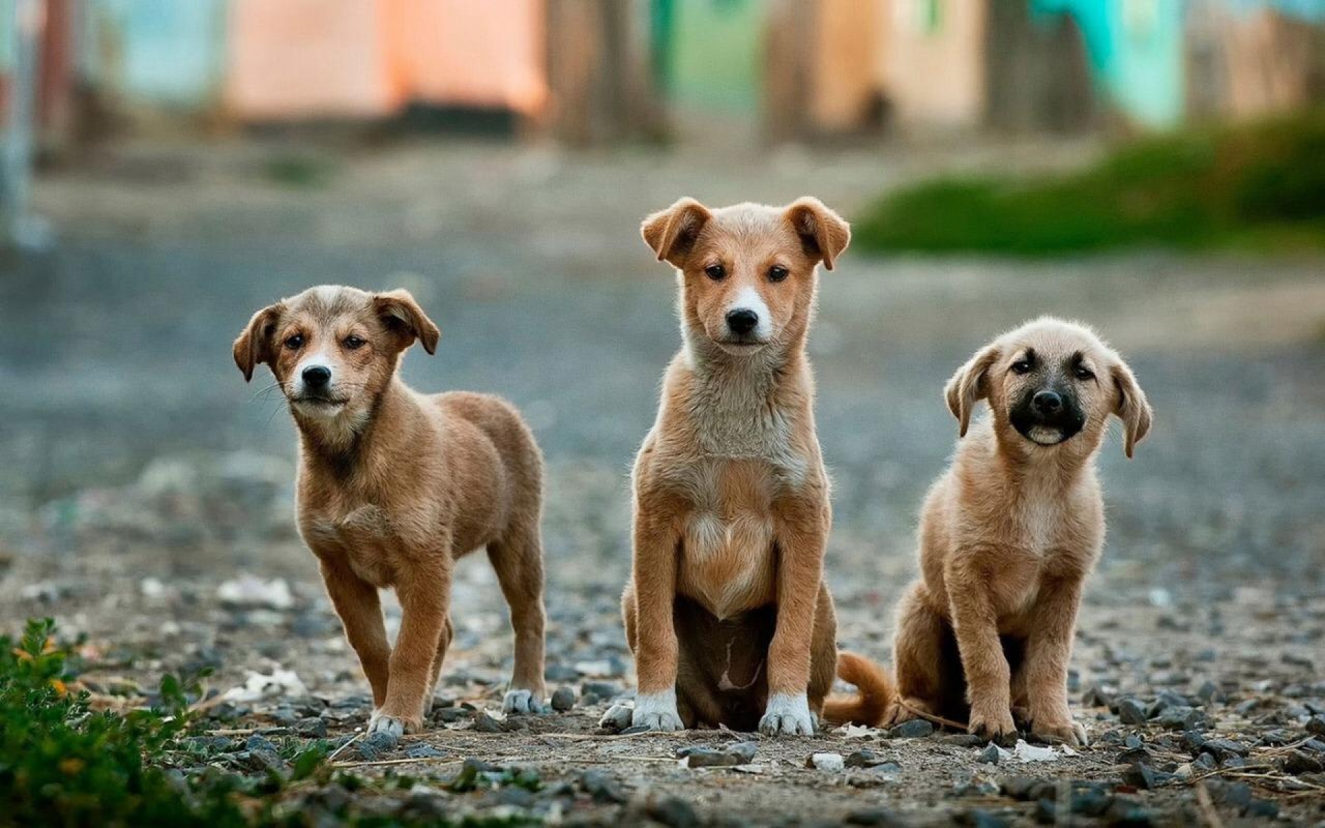 Brinda Ayuntamiento de Cuernavaca atención a animales en abandono