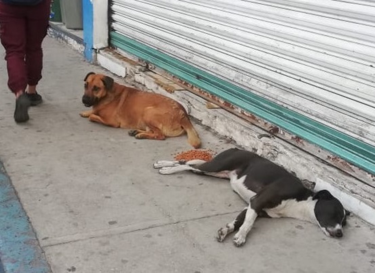 Preparan campaña de vacunación antirrábica en Ayala