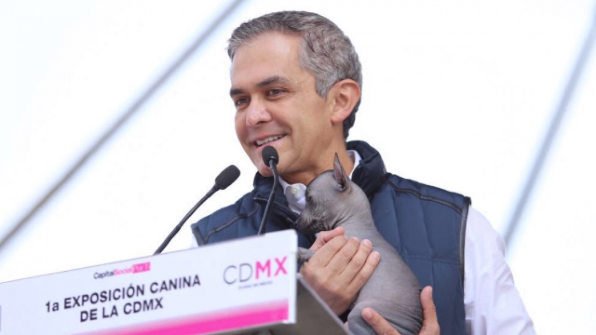 Declaran al Xoloitzcuintle como patrimonio cultural e icono de la Ciudad de México