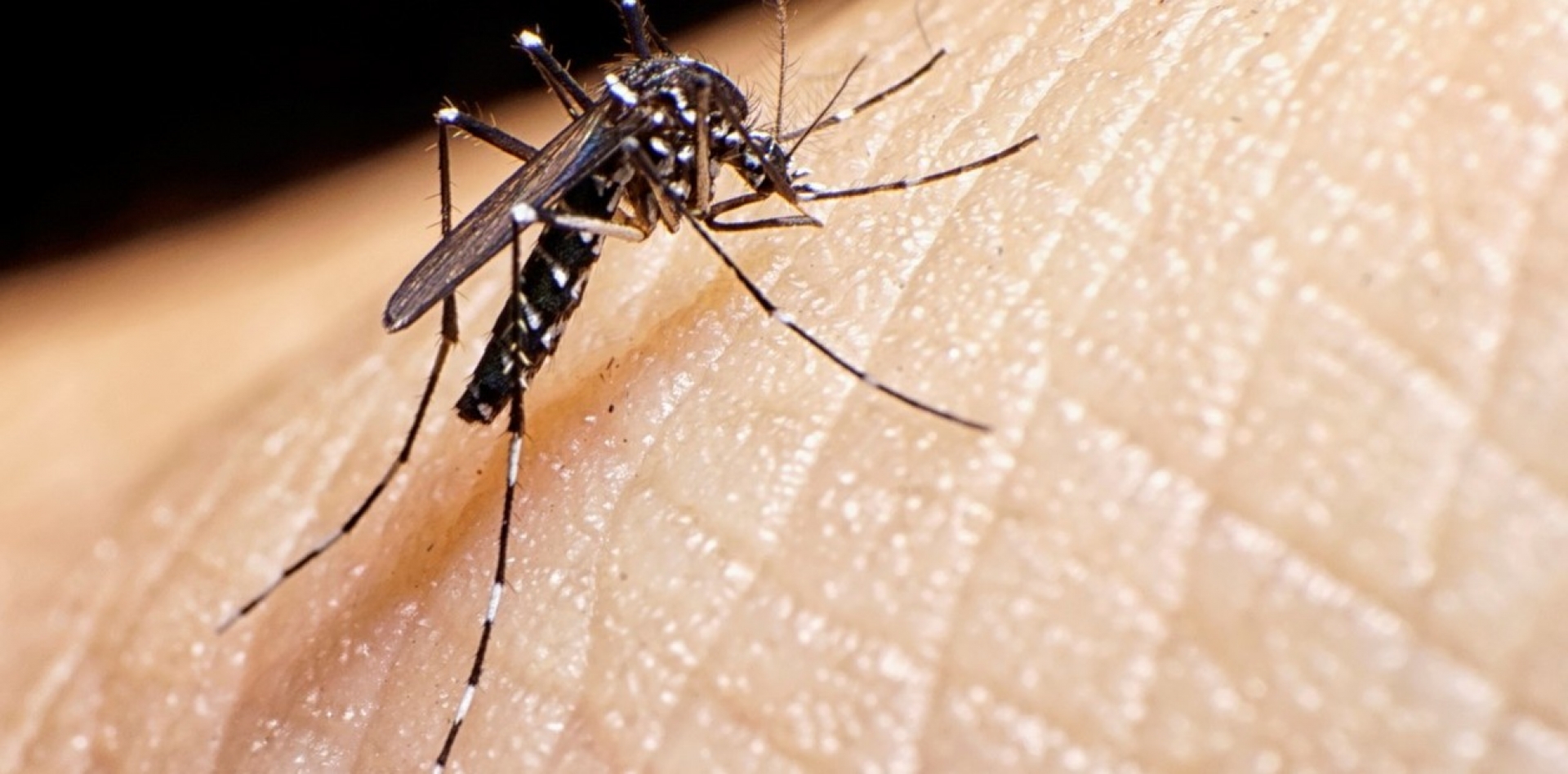 Casos de dengue, dentro de los parámetros normales: Cantú Cuevas
