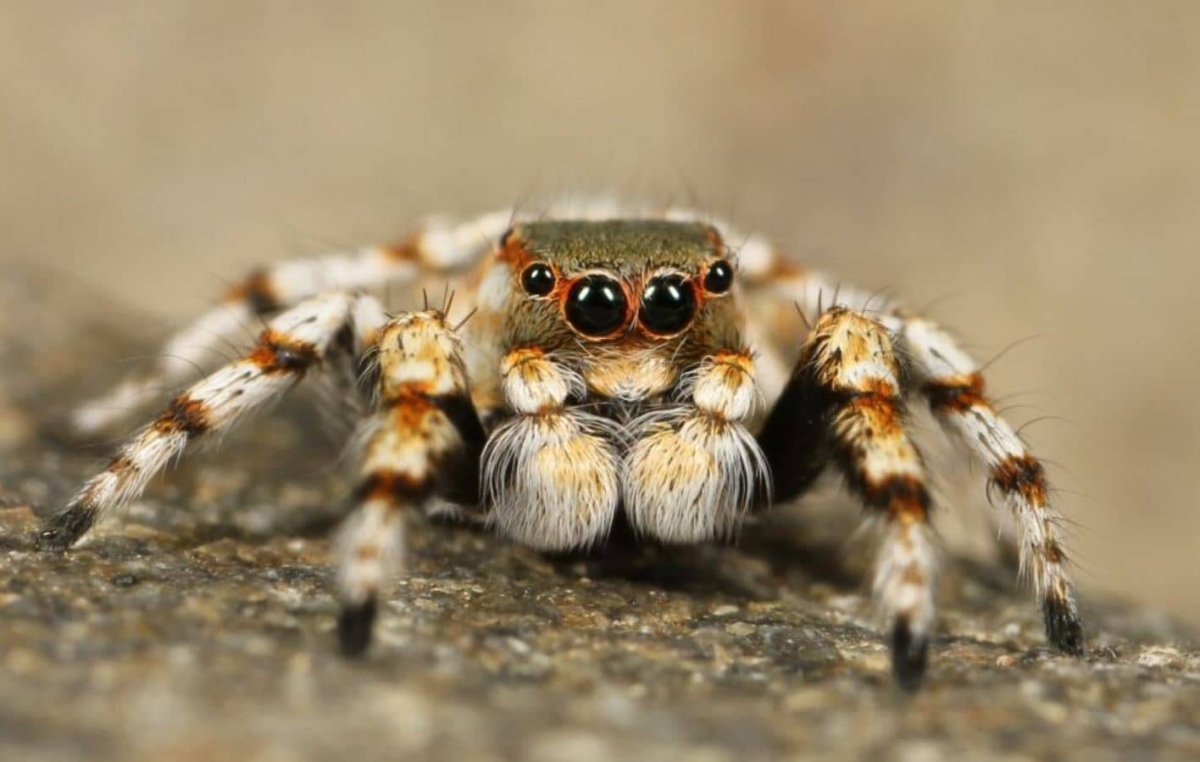Las picaduras de araña aumentan durante invierno: IMSS