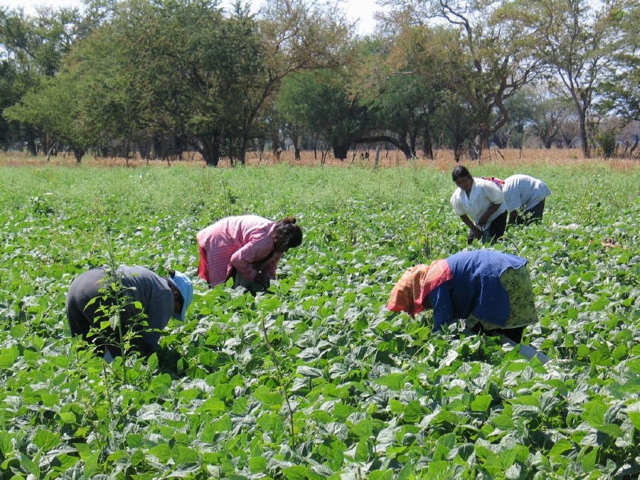 Benefician a Mazatepec y Miacatlán con apoyos para el campo