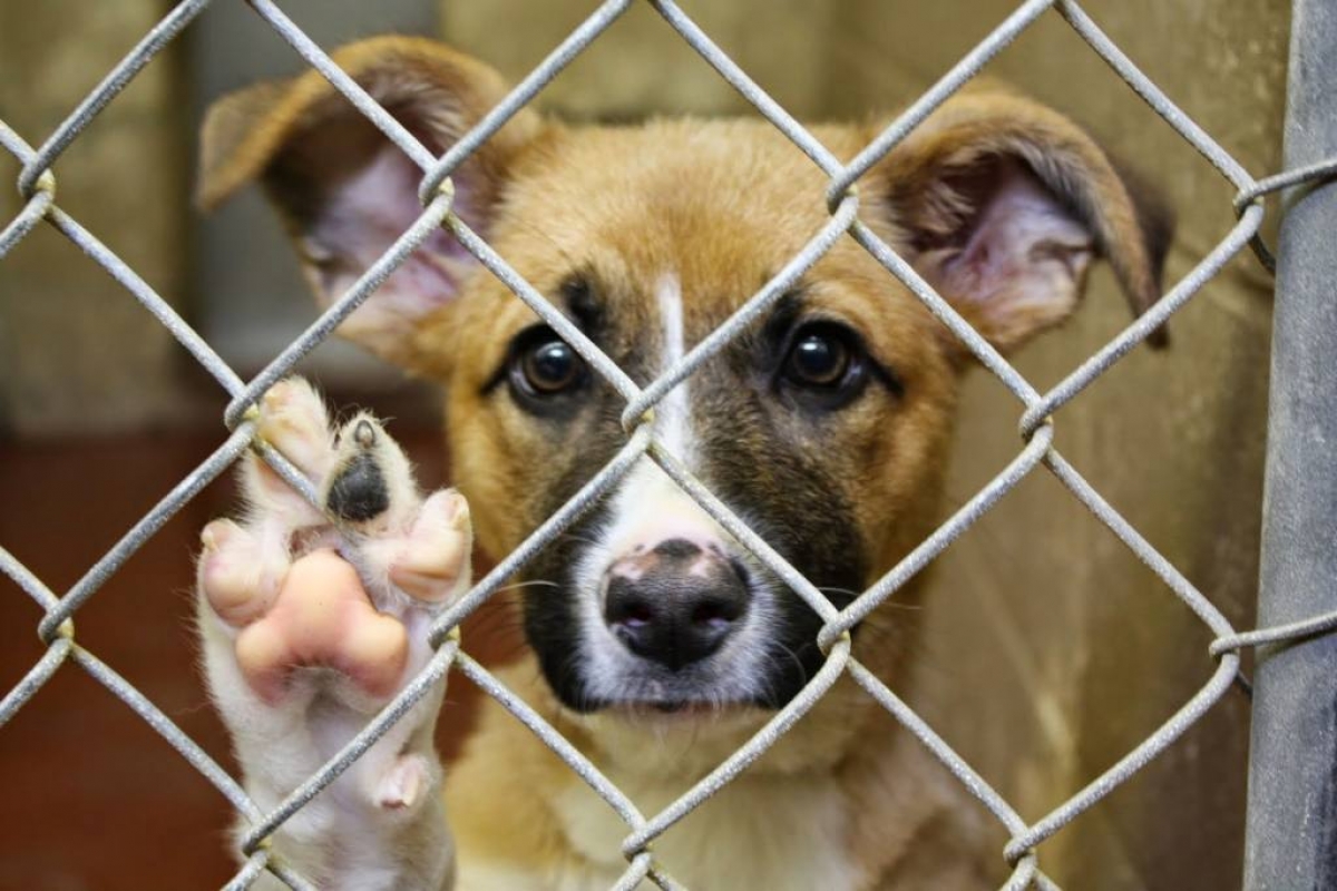 Aprueban prisión, multas y trabajo comunitario por maltrato animal y zoofilia
