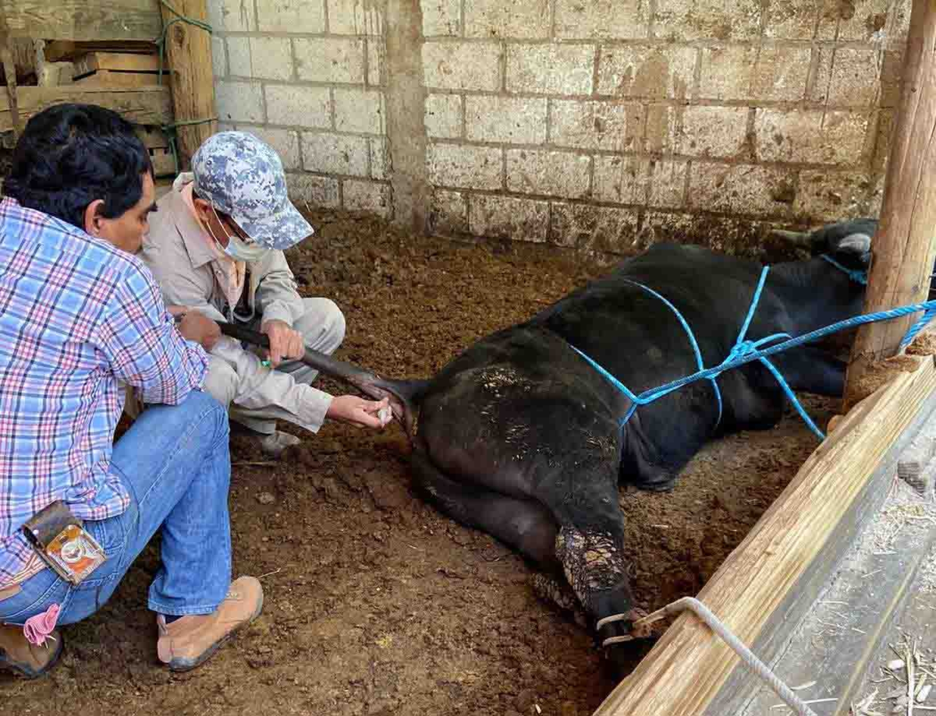 Certifican ganado de Hueyapan como libre de tuberculosis y brucelosis
