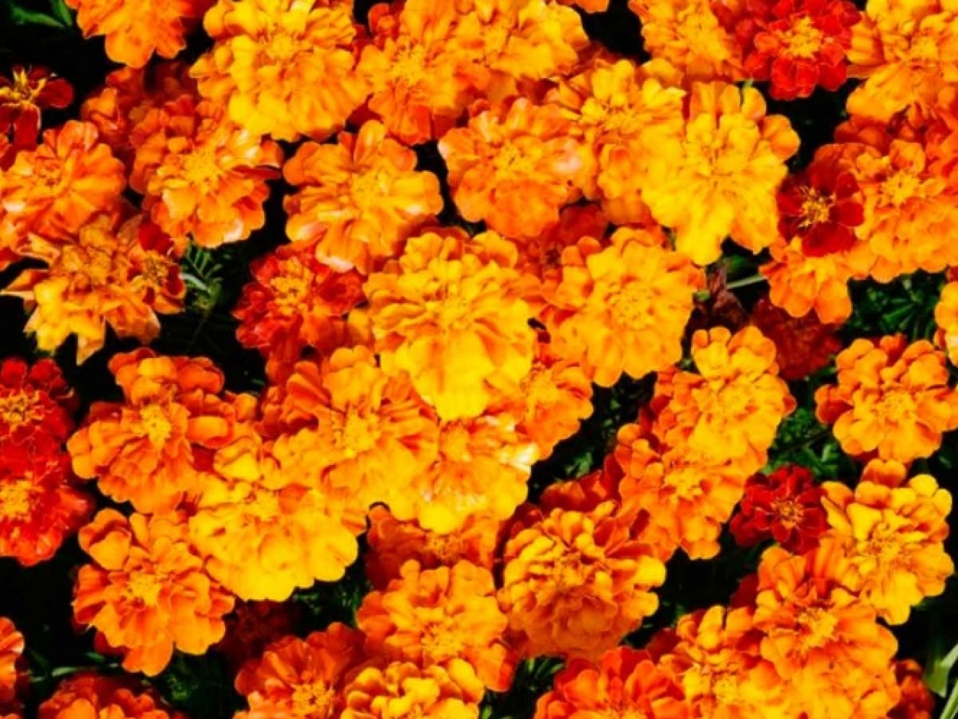 Cómo cuidar la flor de cempasúchil para que dure más tiempo
