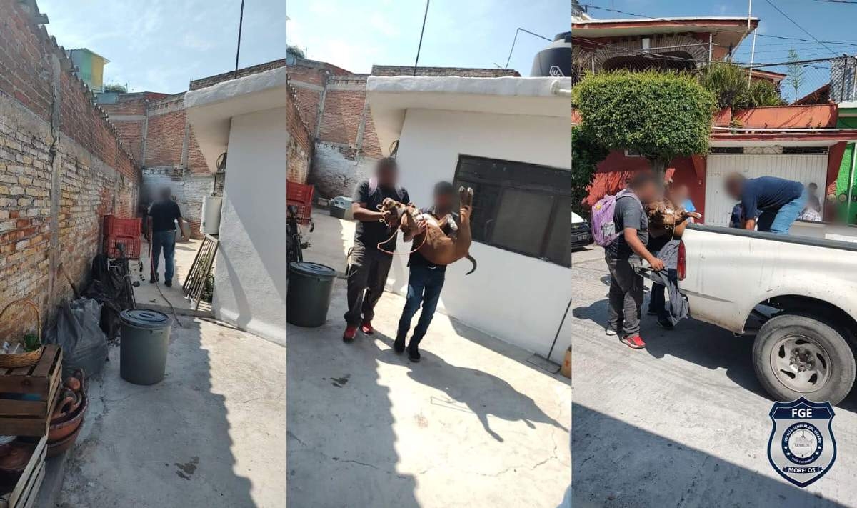 Asegura FGE a perro que atacó a menor en Jiutepec
