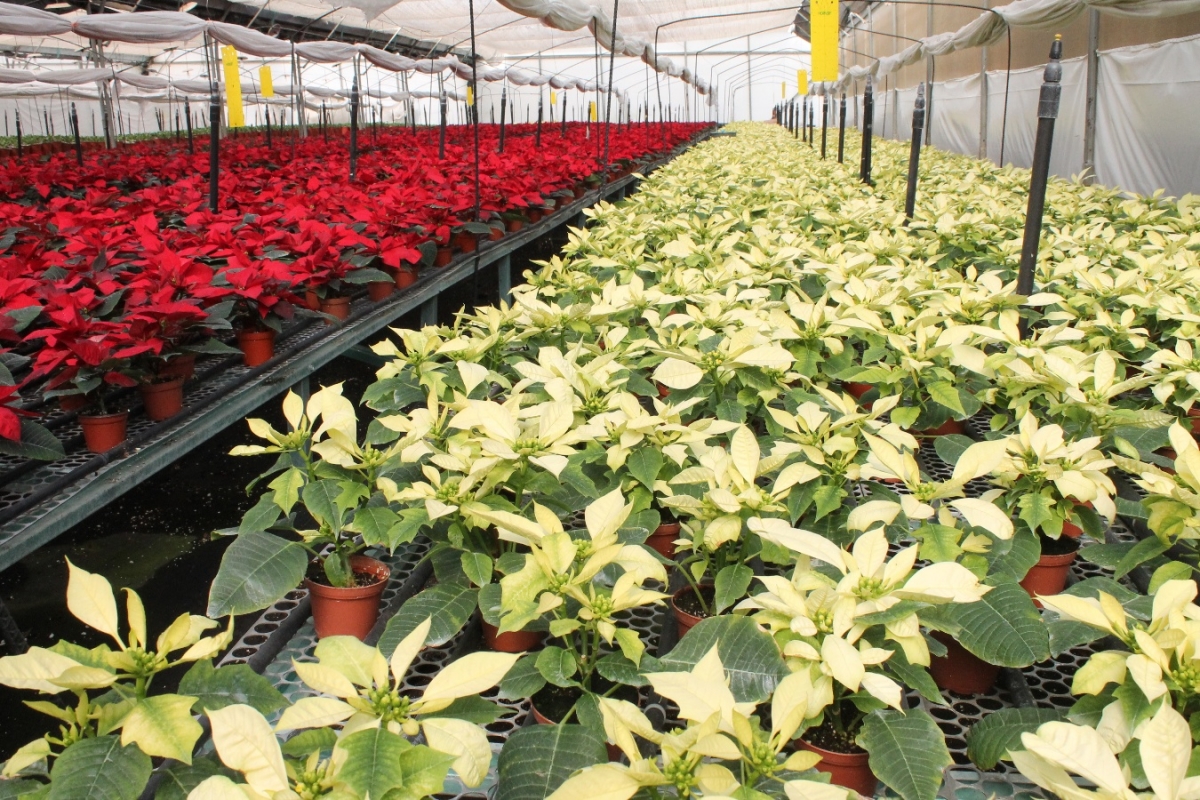 Morelos, principal productor de plantas y esquejes de nochebuenas del país