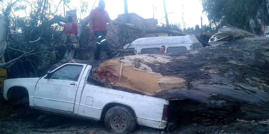 Atiende PC caída de un árbol en Santa María Ahuacatitlán