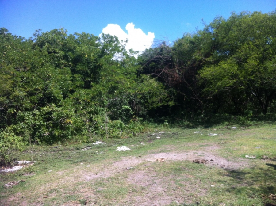 Piden frenar la tala clandestina en el cerro La Golondrina en Tetecala