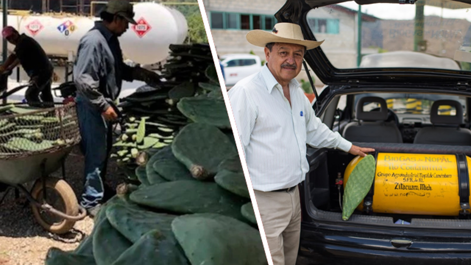 México abre la primera planta distribuidora de gasolina hecha a base de nopal
