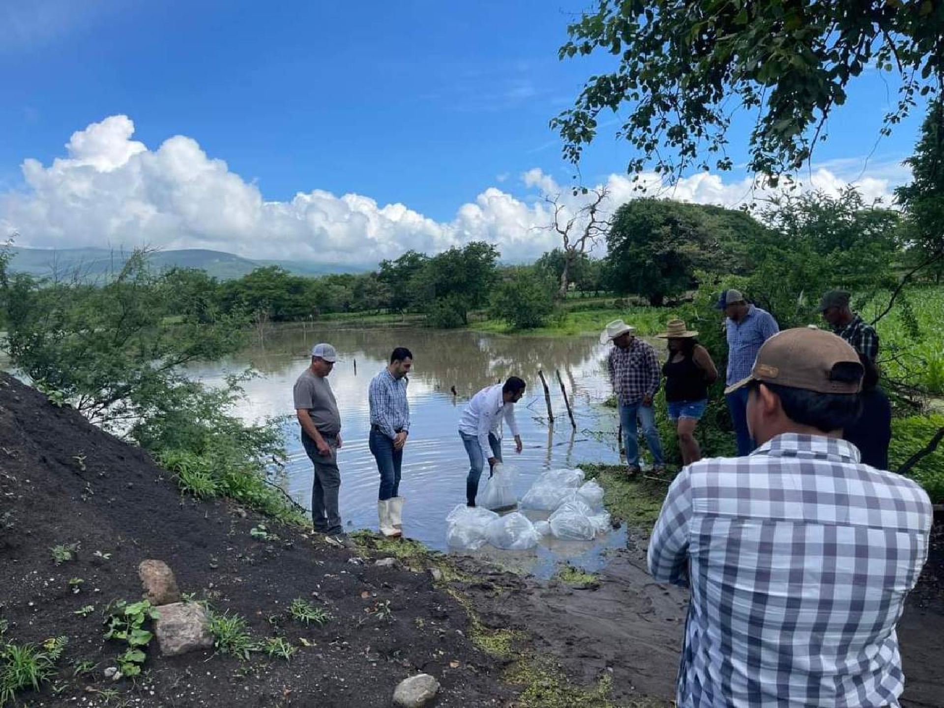 Siembran cría de mojarras en presas de Coatlán