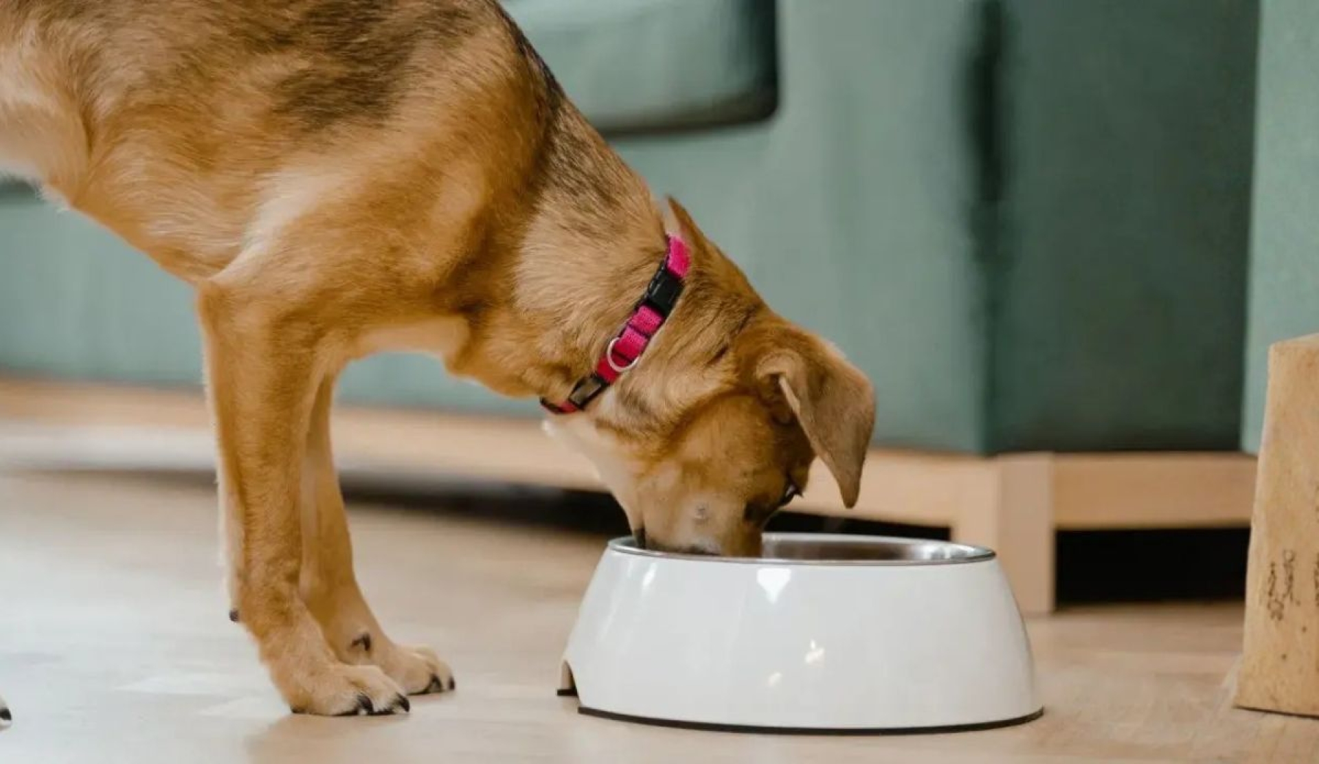Cómo influye la alimentación de mascotas en su huella ambiental