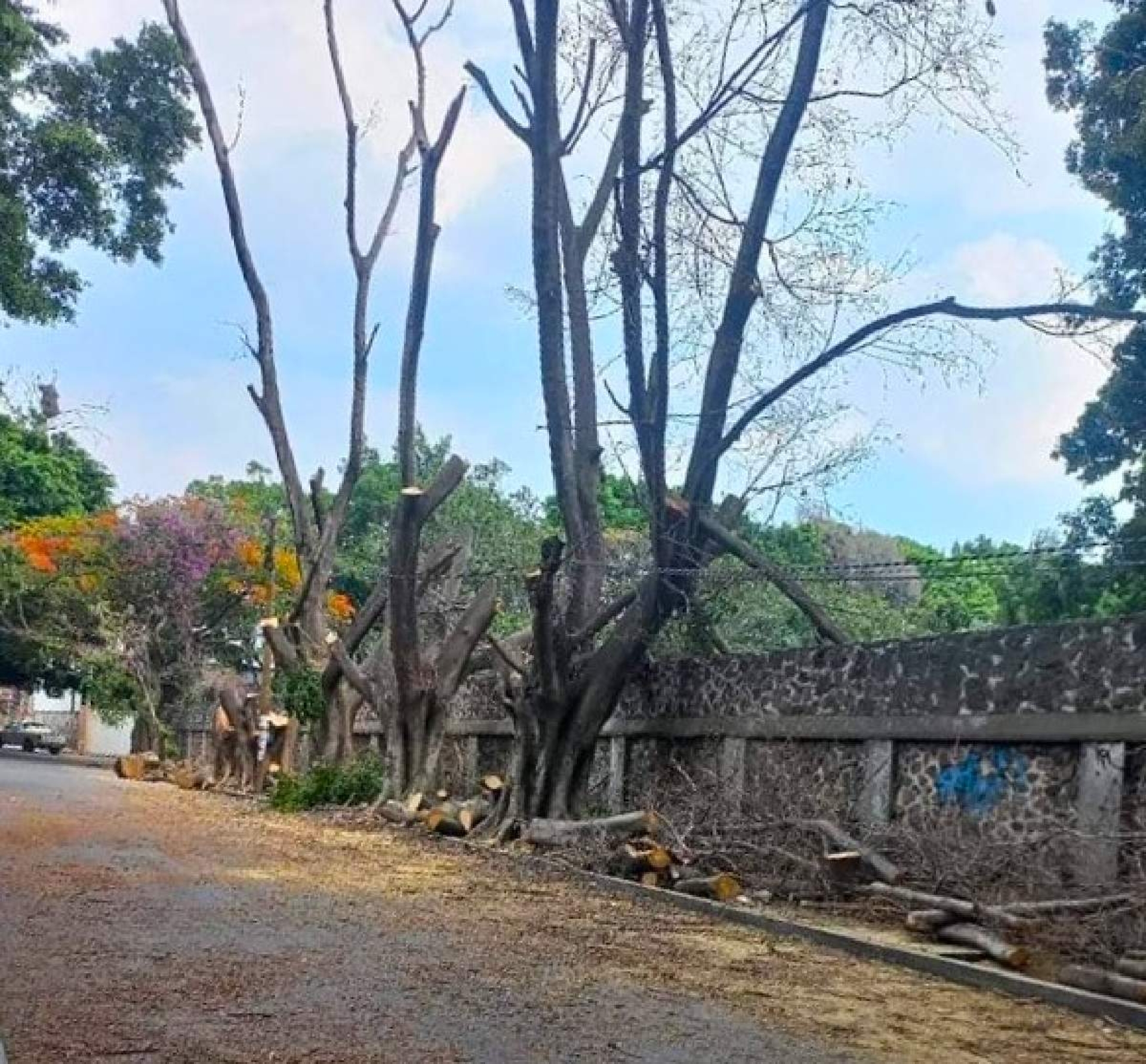Tala de árboles es para prevenir riesgos: PC de Cuautla