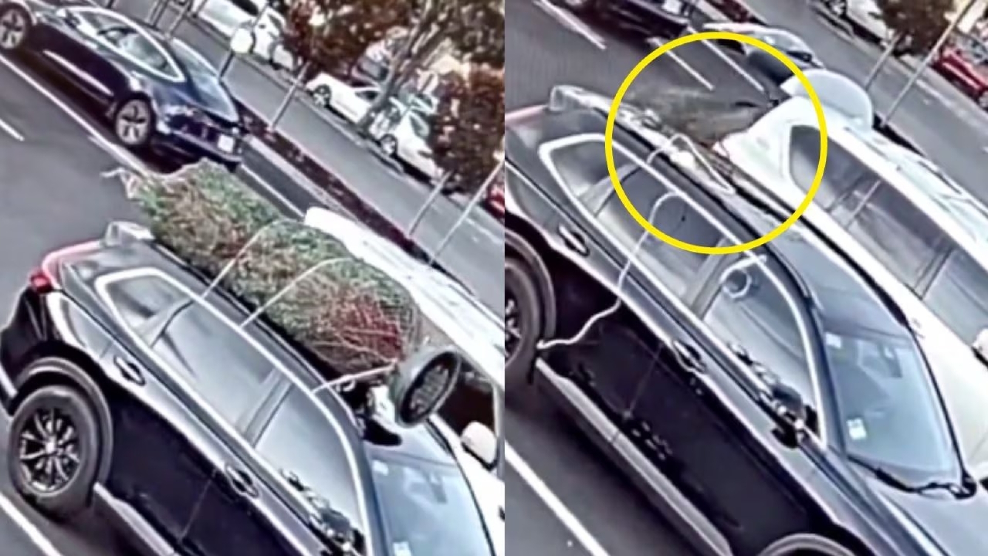 Grinch en la vida real: Hombre roba árbol navideño en California