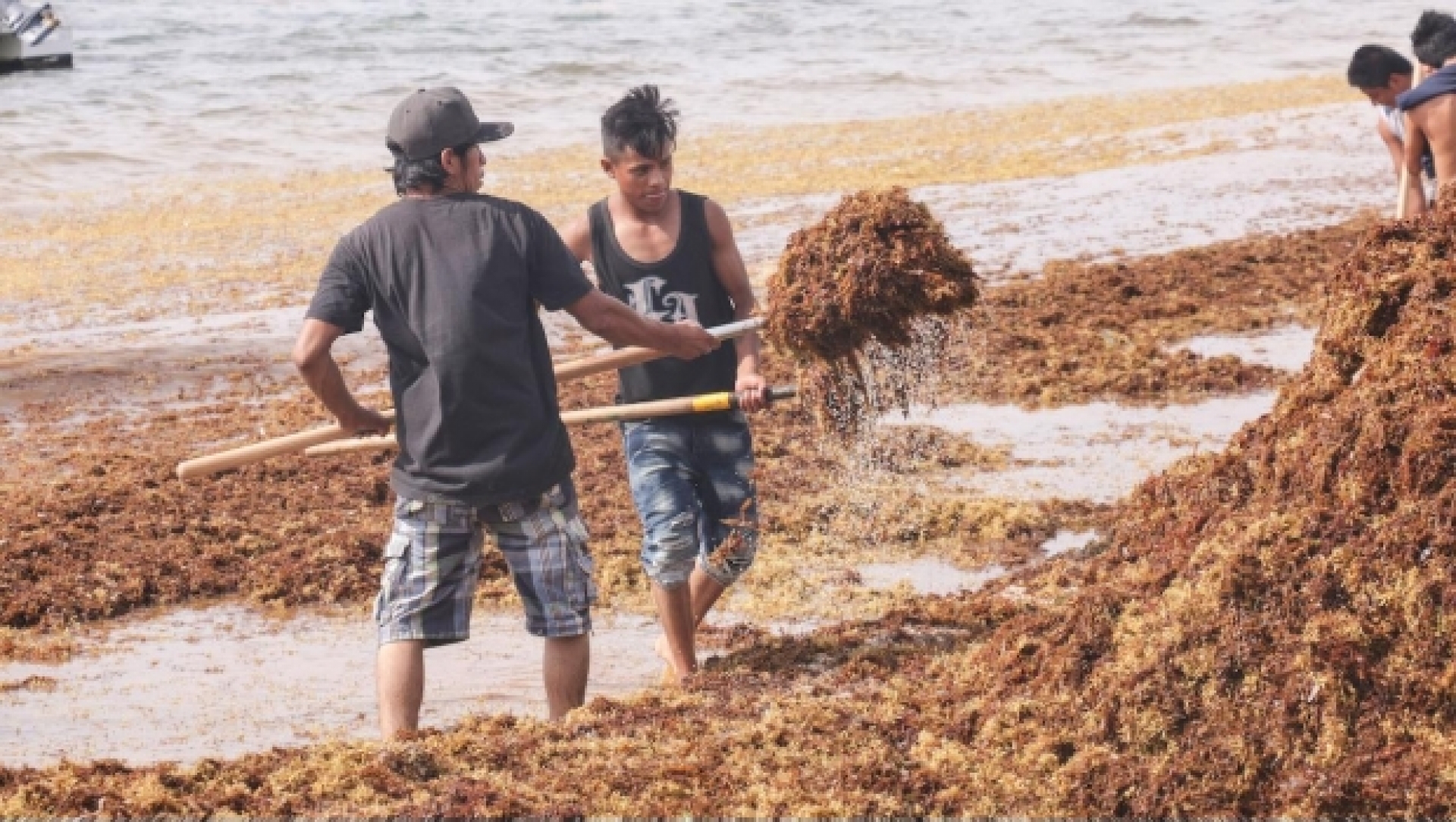 Pagan hoteleros 5 mil pesos por remover sargazo en las playas de Cancún