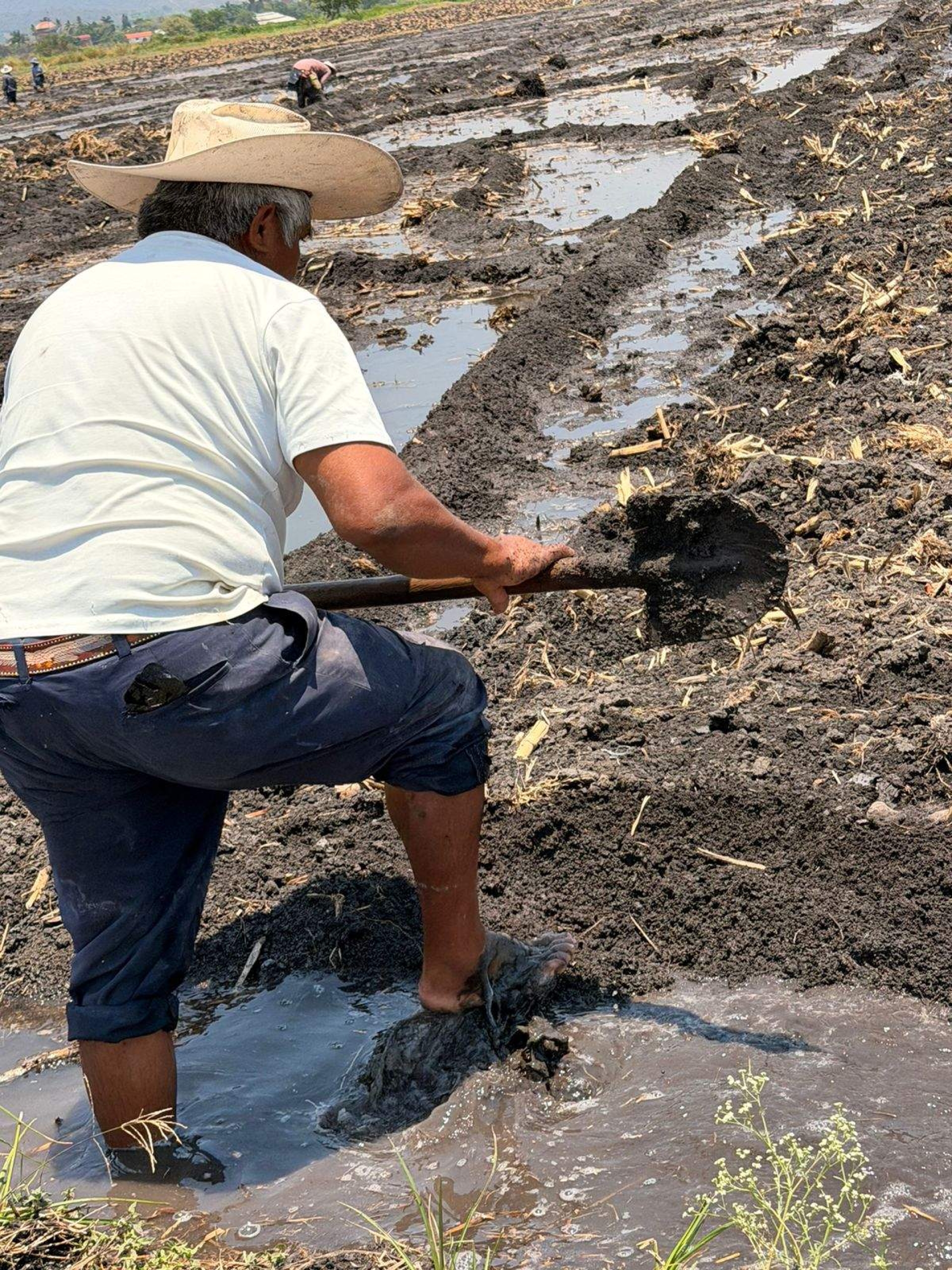 Proyectan repunte histórico en producción de arroz en la zona sur